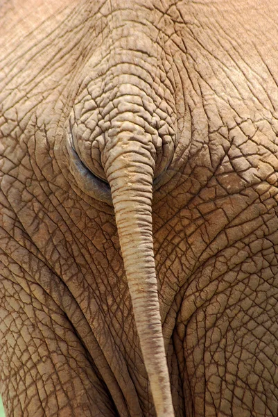 Elefante traseiro — Fotografia de Stock