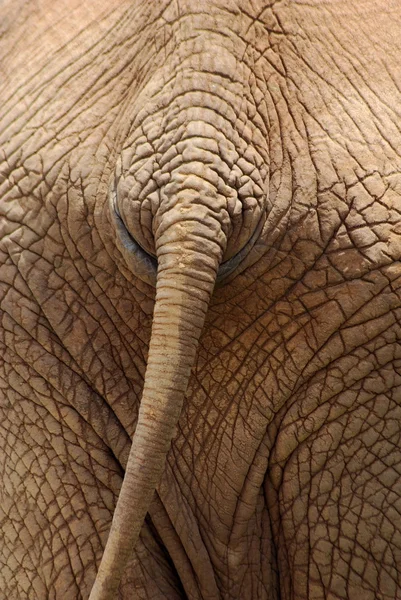 Elefante traseiro — Fotografia de Stock
