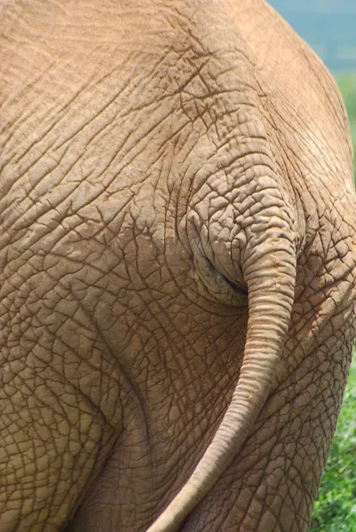 大象的尾巴 — 图库照片