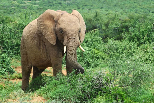 Afrikanische Elefantenfütterung — Stockfoto