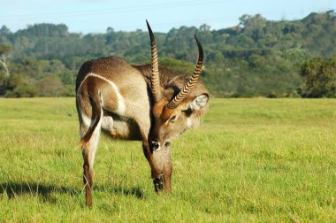 Waterbuck scratching clipart