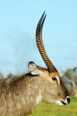 çiğneme waterbuck