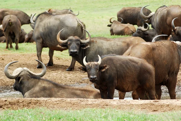 Hjordar av bufflar — Stockfoto