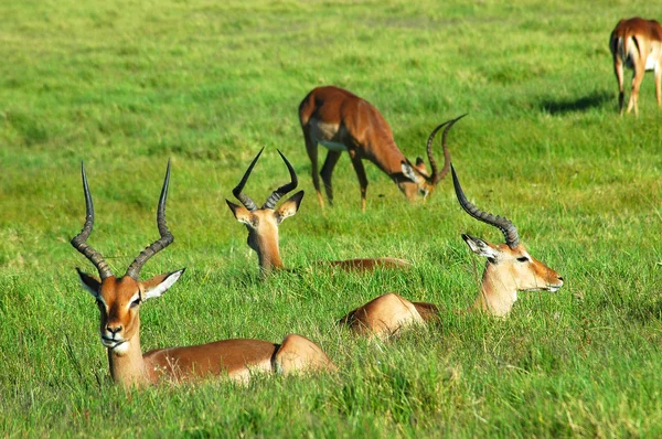 Impala sürüsü — Stok fotoğraf