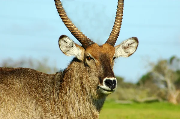 Waterbuck, жування — стокове фото