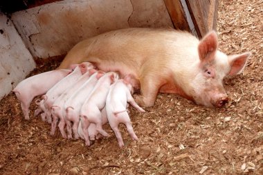 Piglets feeding clipart