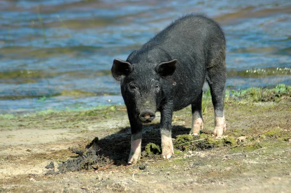 Czarna świnia — Zdjęcie stockowe
