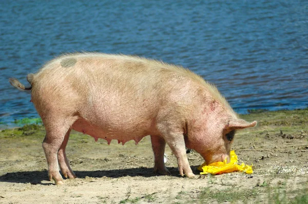 Alimentación de cerdos — Foto de Stock