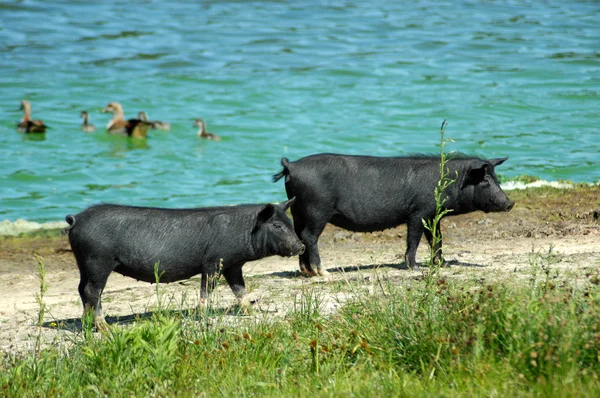 Czarne świnie — Zdjęcie stockowe