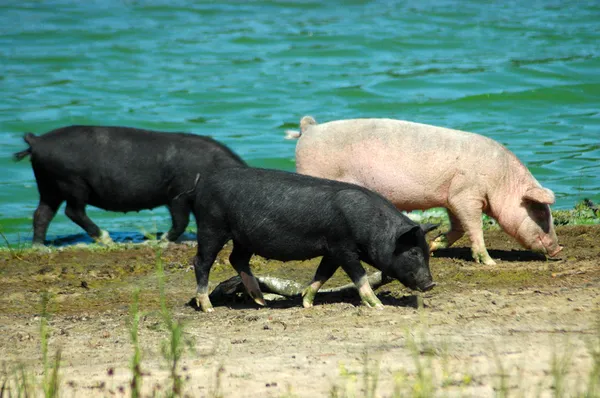 Cerdos caminando — Foto de Stock