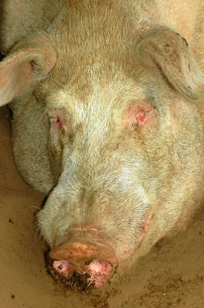 Retrato de cabeza de cerdo — Foto de Stock