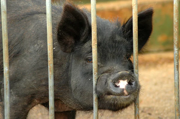 Вьетнамский портрет свиноматки — стоковое фото