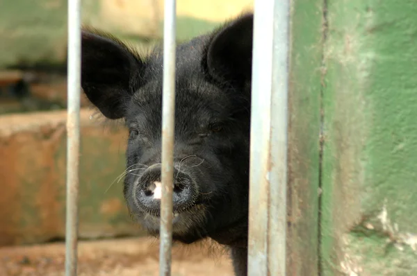 フェンスで囲まれた豚 — ストック写真