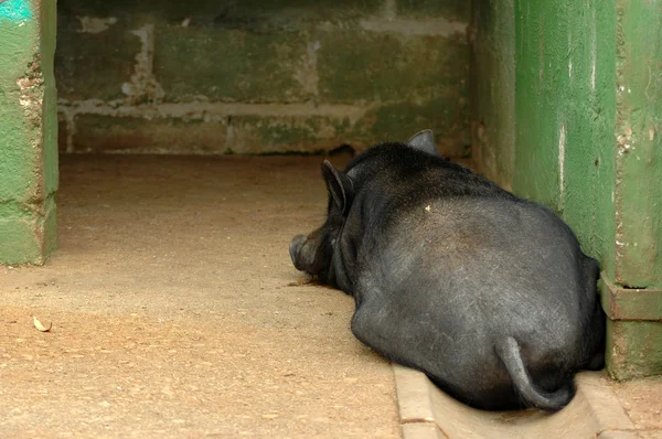 Porco-barriga-de-vietnamita — Fotografia de Stock
