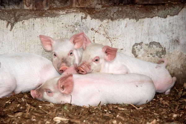 Küçük domuzcuklar — Stok fotoğraf