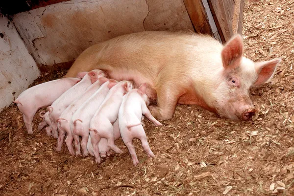 Кормление свиней — стоковое фото