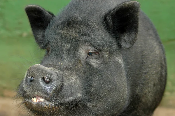 Vietnamca göbekli domuz portre — Stok fotoğraf