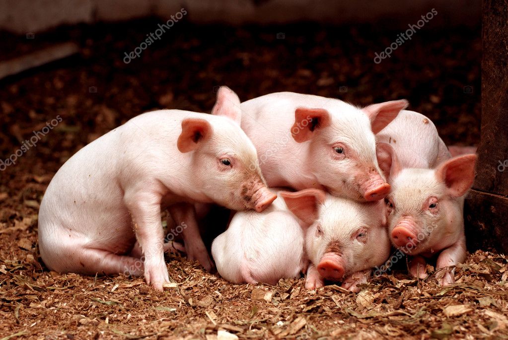 豚写真素材 ロイヤリティフリー豚画像 Depositphotos