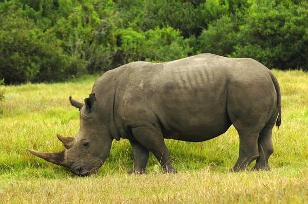 Rhino - Rhinoceros grazing in South Africa — Stock Photo, Image