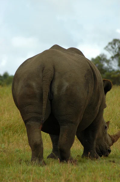 Nashorn Rückenteil — Stockfoto