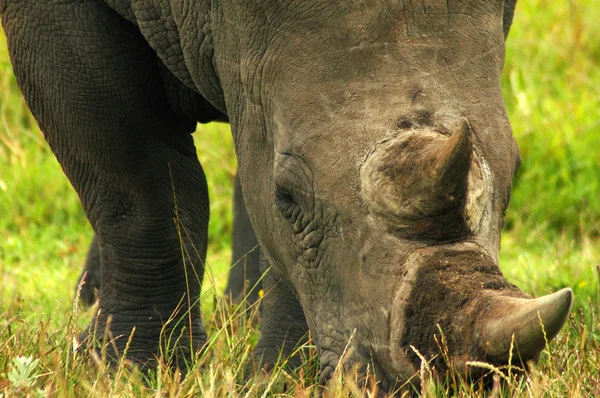 Rinoceronte cabeça close-up — Fotografia de Stock