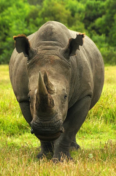 Rhino - Rhinoceros in South Africa — Stock Photo, Image