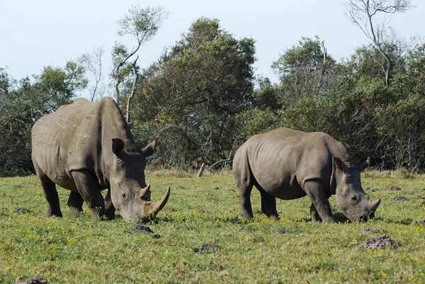 Rhino anne ile bebek — Stok fotoğraf