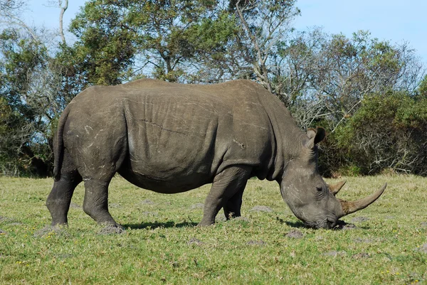 Rhino - Rinoceronte pastando en Sudáfrica — Foto de Stock