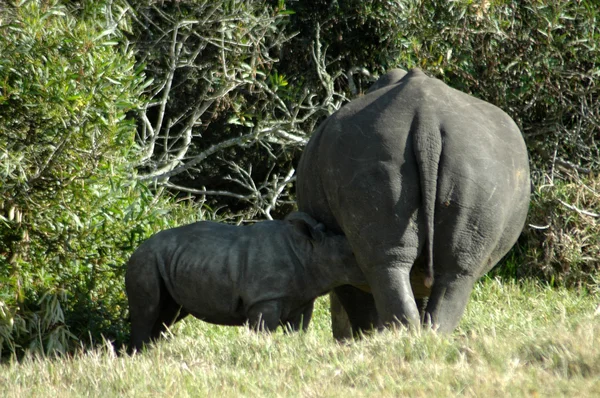 Rhino baby feeding — Stock Photo, Image