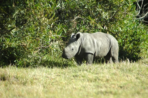 Bebé Rhino — Foto de Stock