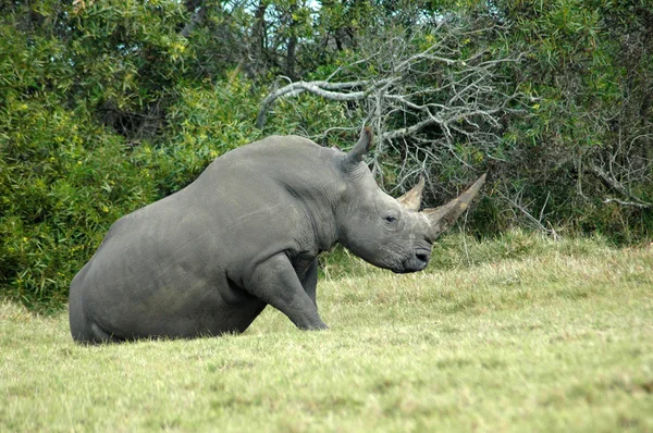 Rhino seduta — Foto Stock