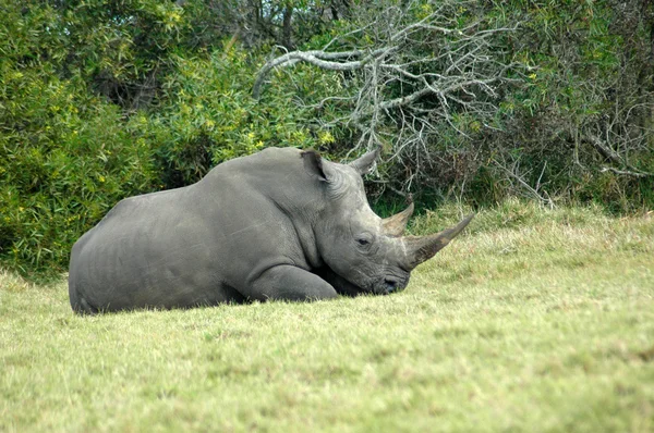 Rhino rusten — Stockfoto