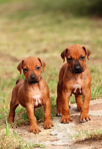 Bonitos cachorrinhos Rhodesian Ridgeback — Fotografia de Stock