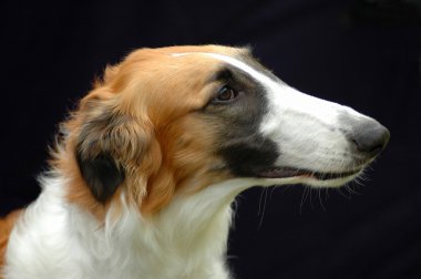 Borzoi hound dog portrait clipart