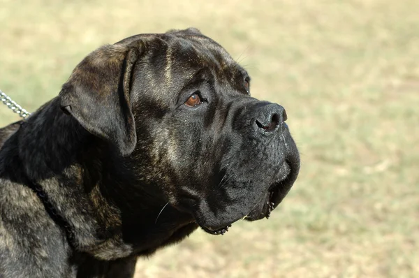 Bullmastiff cão cabeça retrato — Fotografia de Stock