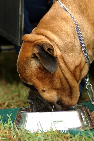 Utfodring hund — Stockfoto