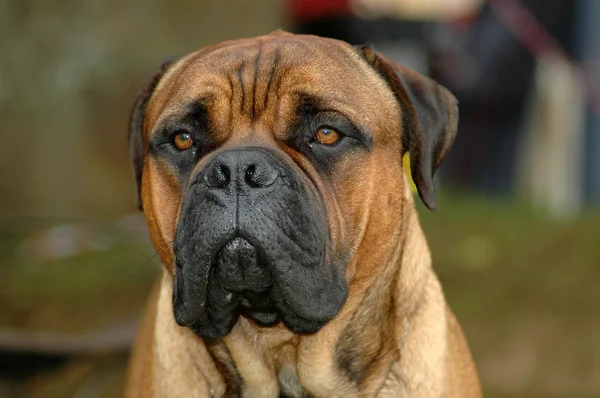 Bullmastiff cão cabeça retrato — Fotografia de Stock