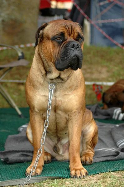 Bullmastif psa na łańcuchu — Zdjęcie stockowe