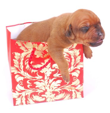 Puppy in gift bag clipart