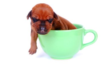 Puppy sleeping in mug clipart