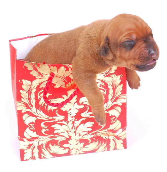 Puppy in geschenk tas — Stockfoto