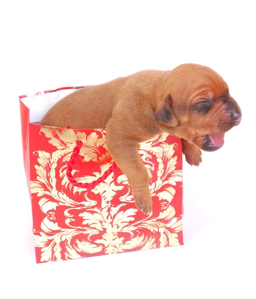 Puppy present — Stock Photo, Image