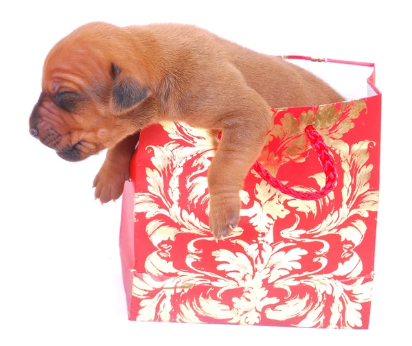 Puppy in gift bag — Stock Photo, Image