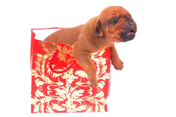 Yavru köpek hediye çanta — Stok fotoğraf