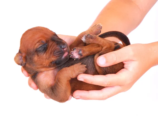 Newborn puppy in child hands — Stock Photo, Image