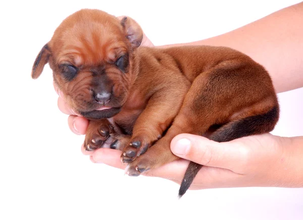 Chiot nouveau-né dans les mains de l'enfant — Photo