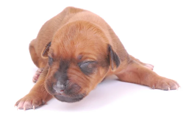 Newborn Rhodesian Ridgeback puppy — Stock Photo, Image