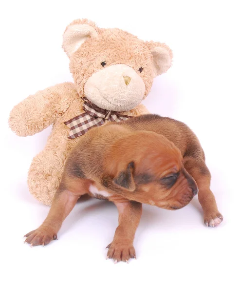 Pup met teddy bear — Stockfoto
