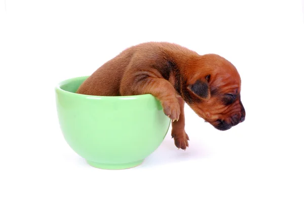 Filhote de cachorro em uma xícara — Fotografia de Stock