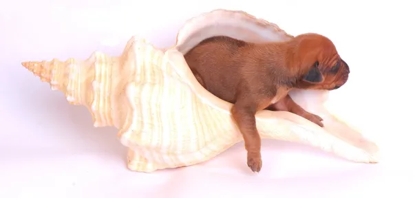 Puppy in giant seashell — Stock Photo, Image